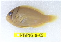 藏品(白條海葵魚)的圖片